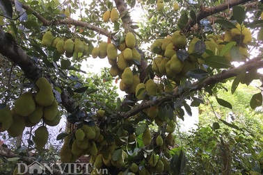 Cụ cây "vàng ròng": Mỗi năm cho trăm quả, thu về trăm triệu đồng