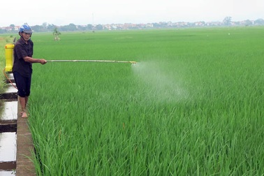 Hơn 15.000 hợp tác xã nông nghiệp Việt Nam hoạt động ra sao?