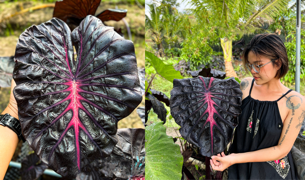 Cô gái An Giang lai tạo giống cây lạ đen - hồng như tên bài hát Blackpink - 2