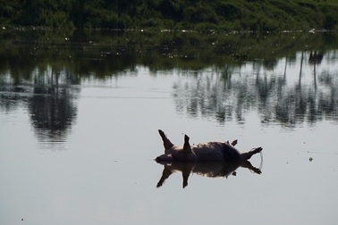 Lợn chết bị vứt bừa, bốc mùi nồng nặc ở xã ngoại thành Hà Nội