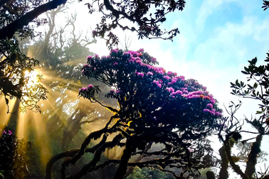 Choáng ngợp rừng đỗ quyên cổ thụ bung nở rực rỡ trên đỉnh Putaleng Lai Châu