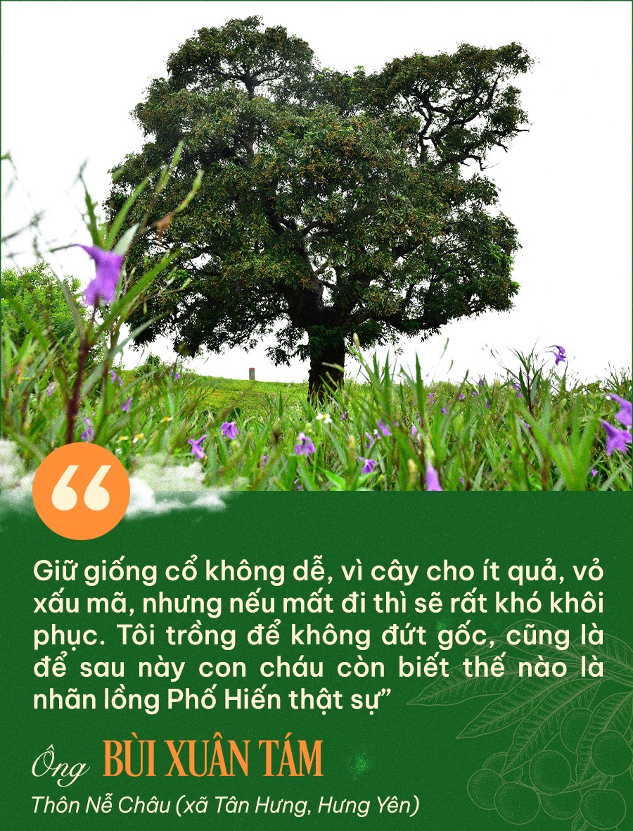 Quyết giữ “lộc phẩm tiến vua”, lão nông thu loại nhãn đắt gấp 10 lần - 4 Quyết giữ “lộc phẩm tiến vua”, lão nông thu loại nhãn đắt gấp 10 lần - 4