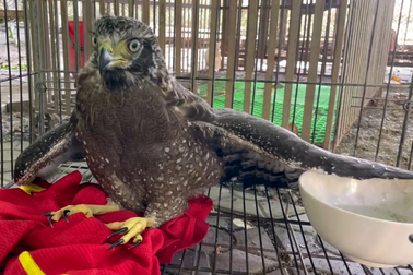 Phát hiện loài chim diều hoa Miến Điện quý hiếm