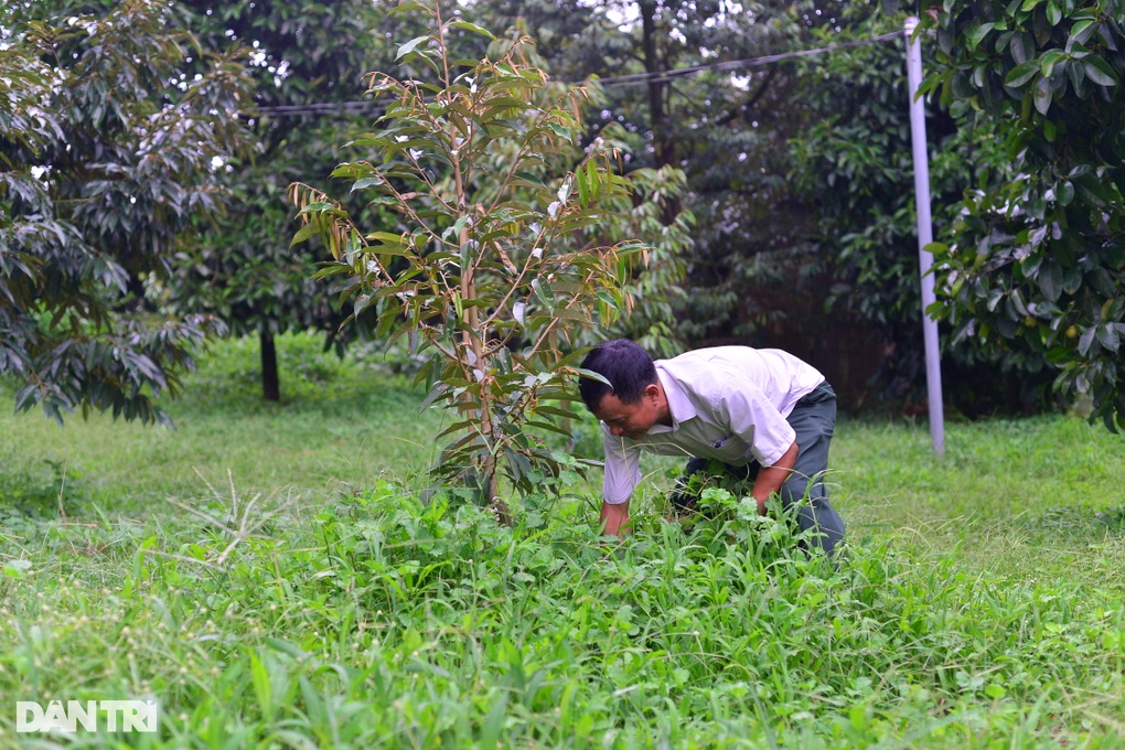 Lo nông dân ồ ạt trồng “cây tỷ đô”, ngành chức năng cảnh báo khẩn - 1 Lo nông dân ồ ạt trồng “cây tỷ đô”, ngành chức năng cảnh báo khẩn - 1