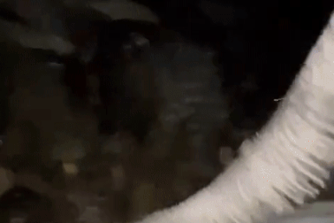 "Sợ mất mật" khi bị hàng chục con cá sấu chui vào lều chén sạch đồ ăn