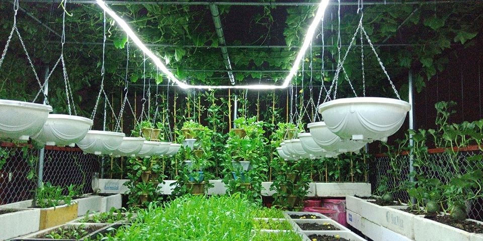 Mãn nhãn “khu vườn trên mây” tốt như nông trại của ông bố đảm Hà Nội - 12 Mãn nhãn “khu vườn trên mây” tốt như nông trại của ông bố đảm Hà Nội - 12