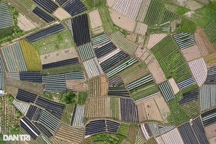 Vẻ đẹp kỳ thú từ những ruộng rau ở Hà Nội