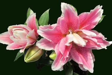 Sát Tết, hoa ly kép nhập khẩu tăng giá gấp đôi, ly Việt rớt giá vì nở sớm