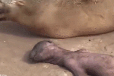 Cảm động hình ảnh hải cẩu mẹ khóc ngất bên xác con