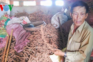 Thương lái Trung Quốc lại thu mua gốc, rễ hồ tiêu ở Gia Lai