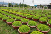 Người làm nghề trồng hoa cúc hối hả xuống giống cho vụ Tết