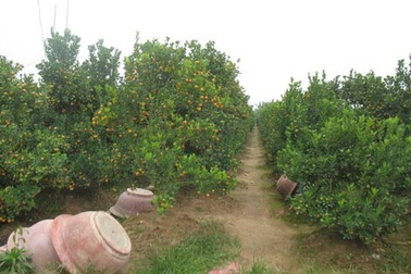 Quất Tứ Liên chết nhiều, đào Nhật Tân chưa hé nụ