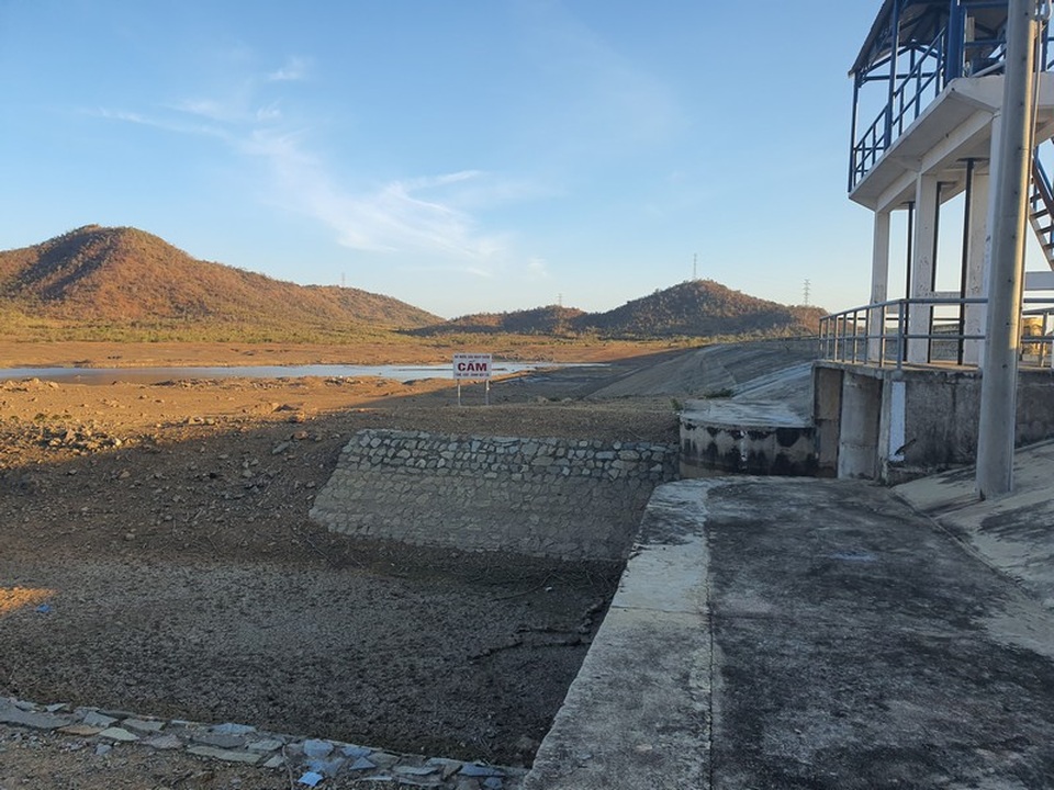Dân Ninh Thuận bỏ lúa, trồng đậu xanh để “chạy” hạn - 1 Dân Ninh Thuận bỏ lúa, trồng đậu xanh để “chạy” hạn - 1