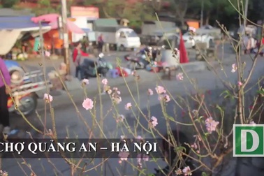 Đào Tết Nhật Tân nở sớm