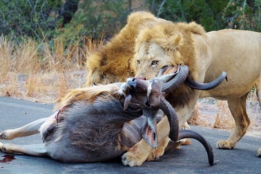 Du khách "kinh hãi" khi thấy sư tử săn mồi ngay giữa đường