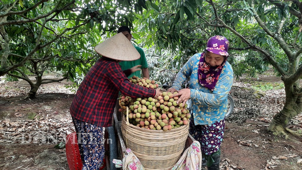 Quảng Ninh: Bội thu vải chín sớm, thương lái kéo về mua nườm nượp, nông dân thu tiền tỷ - 7 Quảng Ninh: Bội thu vải chín sớm, thương lái kéo về mua nườm nượp, nông dân thu tiền tỷ - 7
