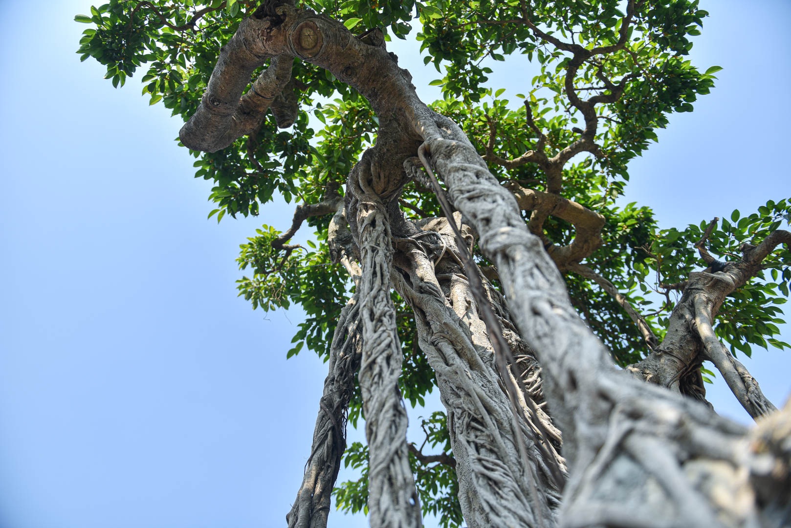 Cây sanh quê ôm đá giá 700 triệu đồng, chờ đại gia đón về chơi Tết - 10