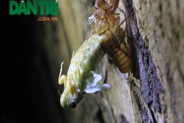 Ẩn hoạ từ món nhậu "ve sầu thoát xác"