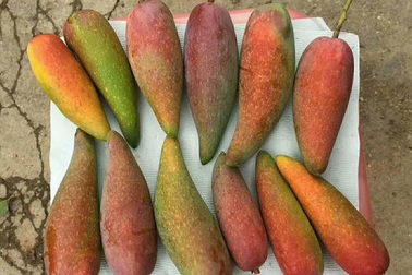 Tận mục quả xoài nhìn xa ngỡ trái ớt, hạt nhỏ như que tăm gây "sốt"