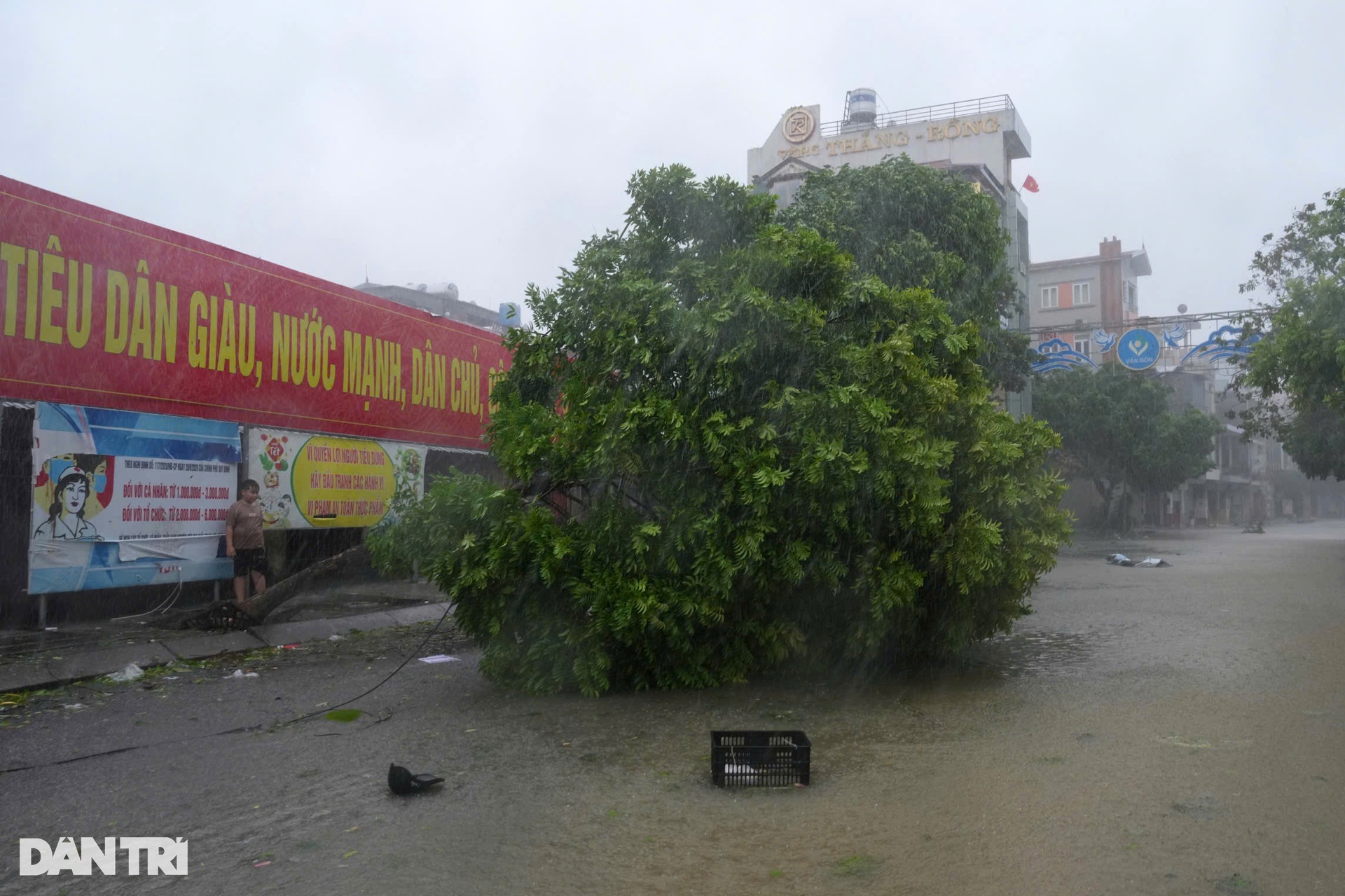 Trước giờ bão Yagi đổ bộ Quảng Ninh: Cây xanh gẫy đổ, tôn bay la liệt - 10 Trước giờ bão Yagi đổ bộ Quảng Ninh: Cây xanh gẫy đổ, tôn bay la liệt - 10