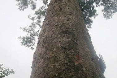 Chuyện về một cây lim xanh nghìn năm tuổi...