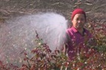 Làng hoa Tây Tựu tất bật chuẩn bị đón Tết Canh Tý