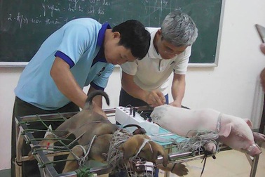 Xét tuyển đại học ngành Thú y hệ chính quy