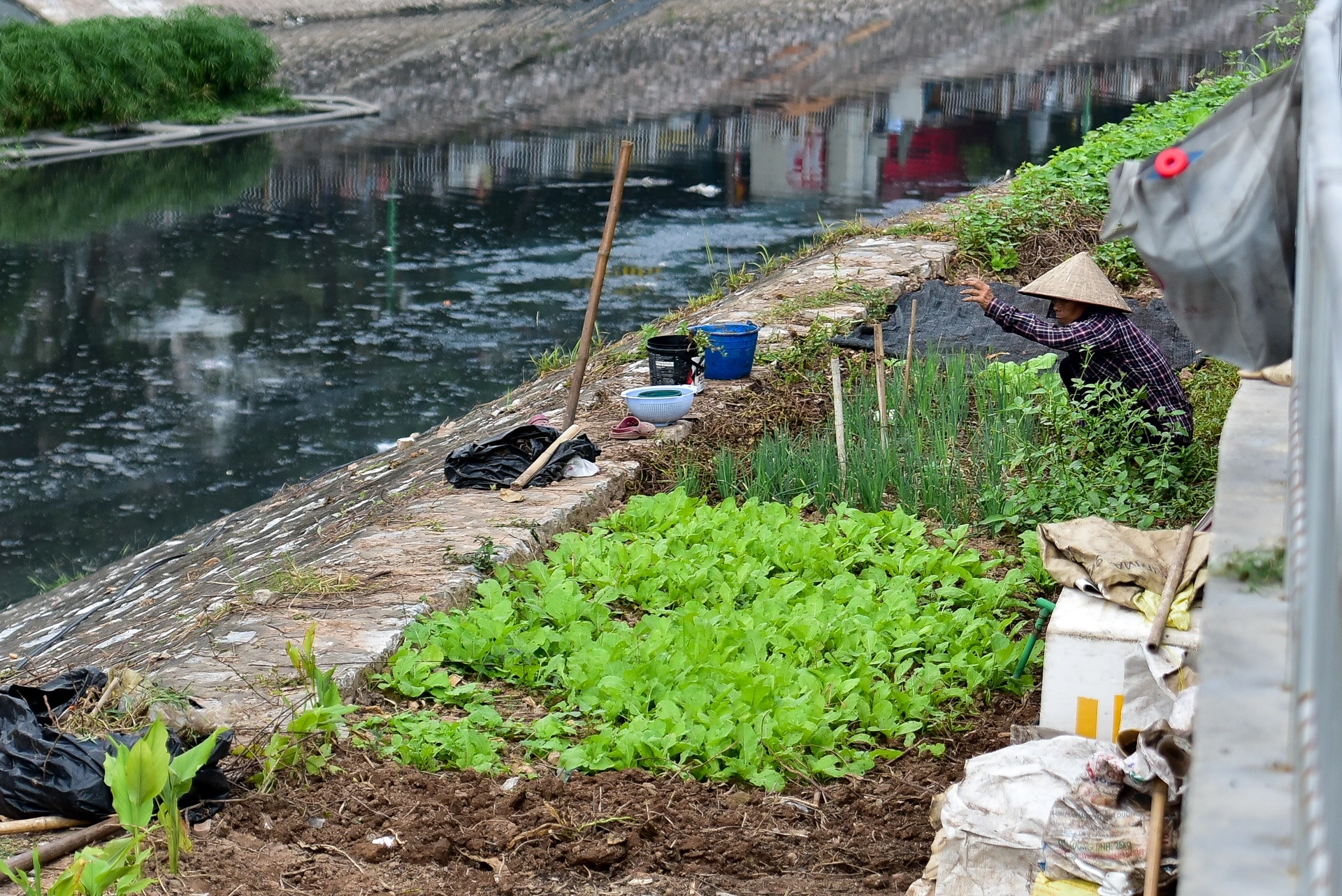 Rau, củ tự trồng có thực sự an toàn hơn rau mua ngoài chợ? - 5