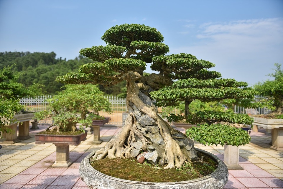 Chiêm ngưỡng nhà vườn toàn siêu cây bạc tỷ của ông vua cây cảnh - 8 Chiêm ngưỡng nhà vườn toàn siêu cây bạc tỷ của ông vua cây cảnh - 8