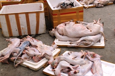 Hơn 1 tấn thịt chó, mèo hôi thối chuẩn bị vào nhà hàng