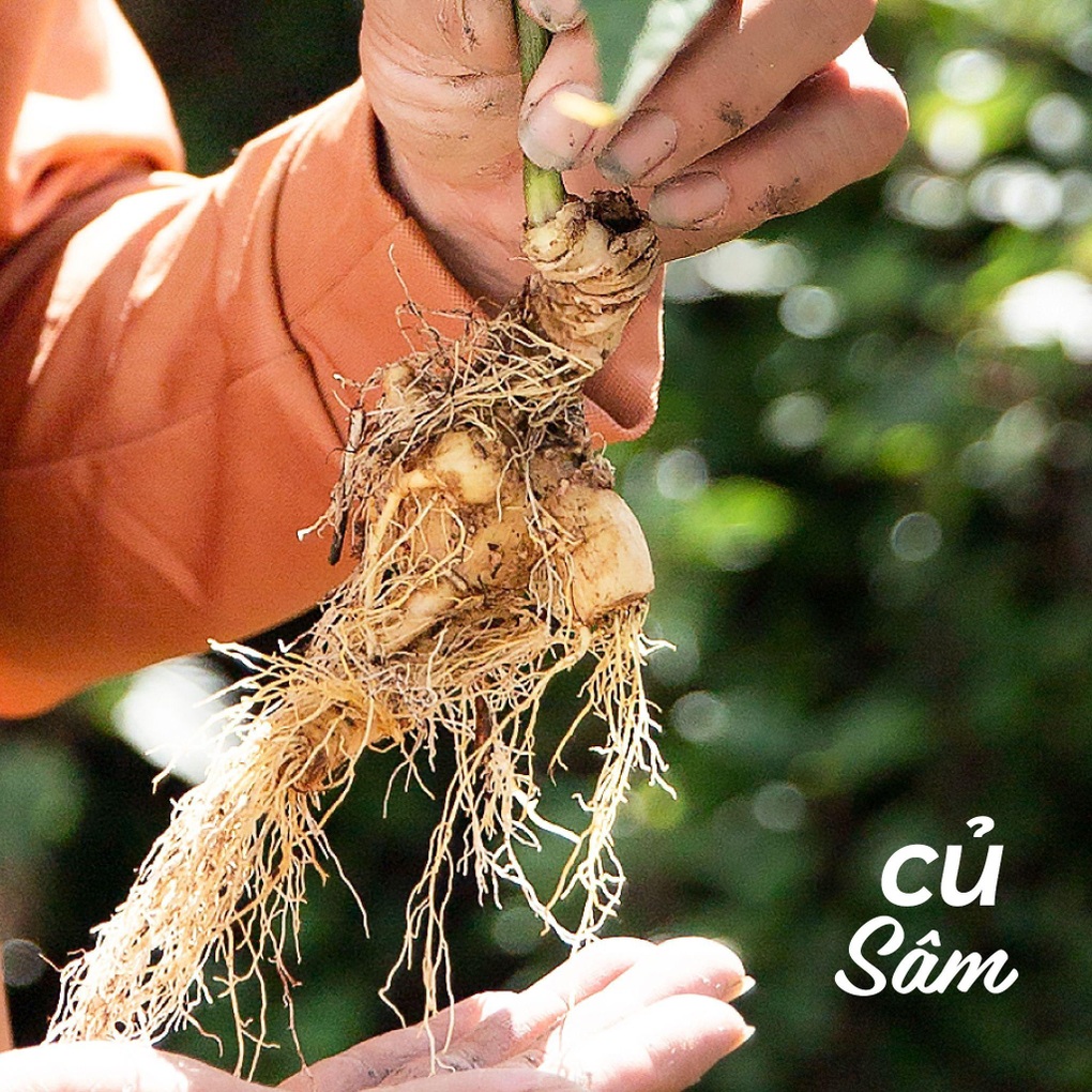 Sâm Lai Châu chứa hoạt chất chống lão hóa hứa hẹn nhiều ứng dụng mới - 1 Sâm Lai Châu chứa hoạt chất chống lão hóa hứa hẹn nhiều ứng dụng mới - 1