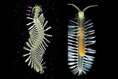 Phát hiện loài giun có khả năng thả "bom"