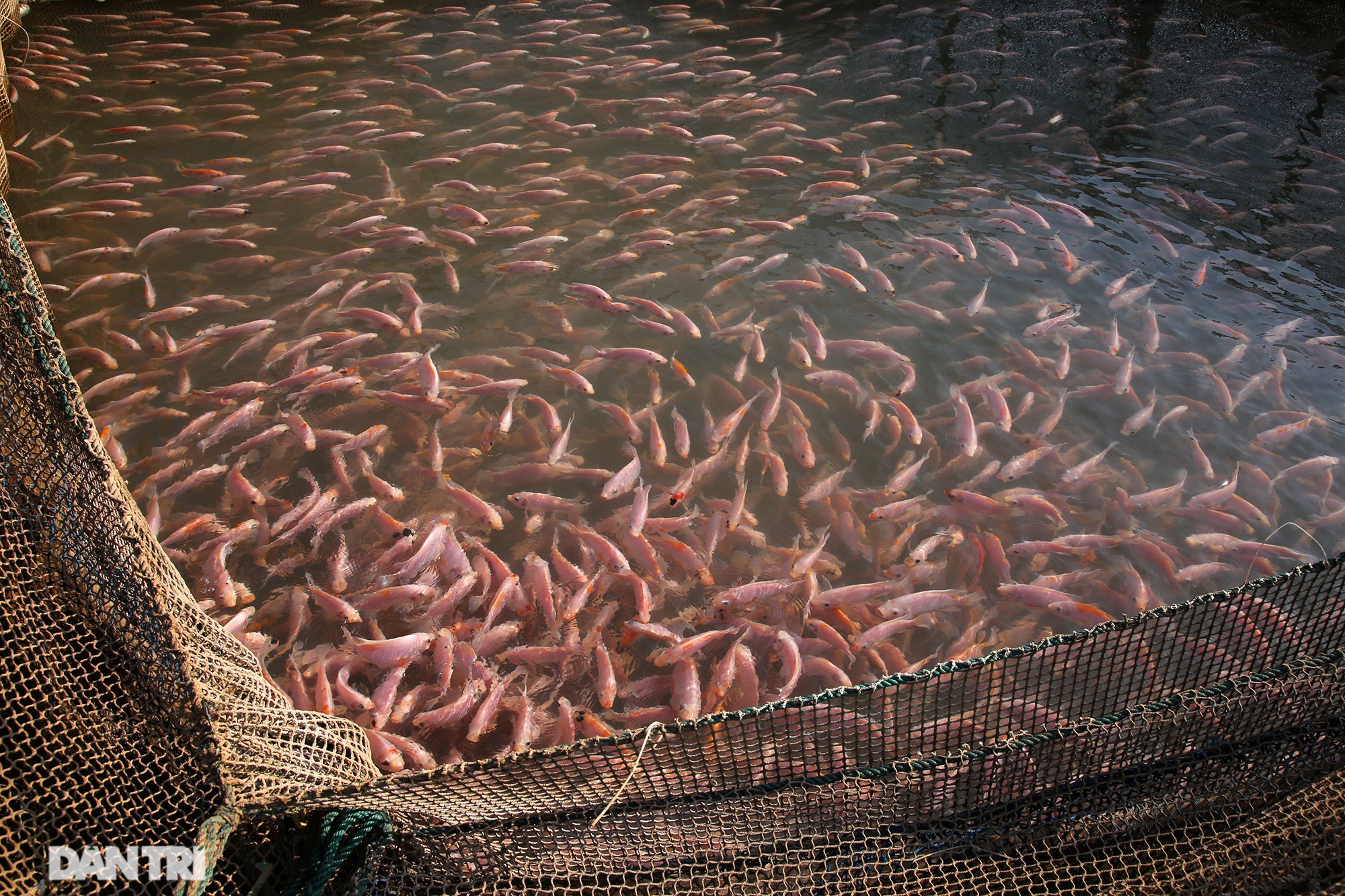 Sông Đà cạn trơ đáy, nông dân hối hả bơm cát cứu cá - 10 Sông Đà cạn trơ đáy, nông dân hối hả bơm cát cứu cá - 10