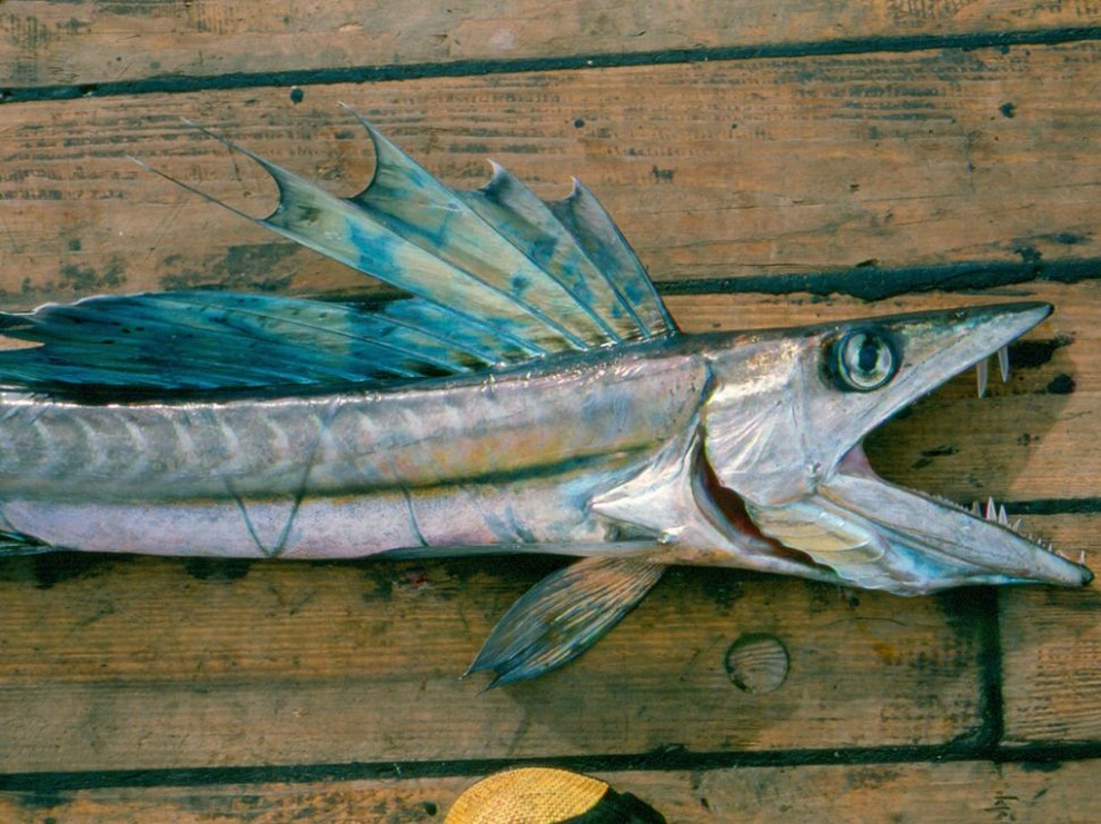 Meet the strange creatures that once washed up on the beach - 8