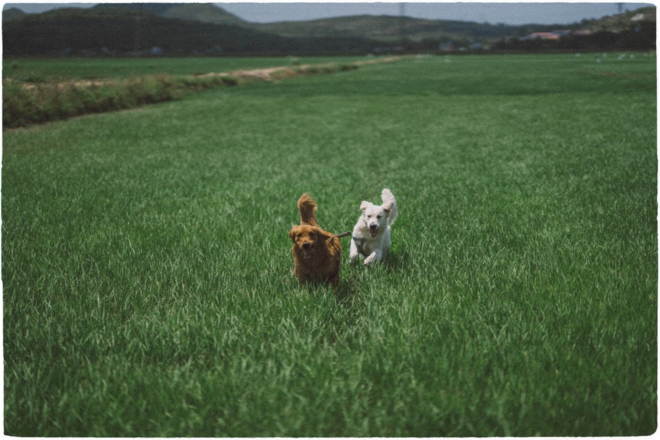 Phú Yên đẹp mê li qua lăng kính của nhiếp ảnh gia trẻ và 2 chú chó cưng - 6