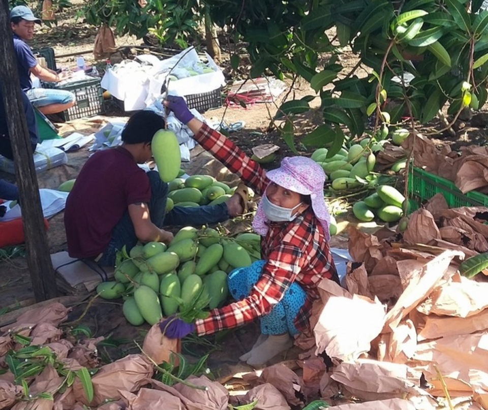 Đến lượt xoài rớt giá vì ảnh hưởng từ dịch covid- 19 - 3 Đến lượt xoài rớt giá vì ảnh hưởng từ dịch covid- 19 - 3