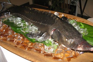 Cá tầm lậu vào siêu thị: Metro đang bị nhà cung cấp lừa?