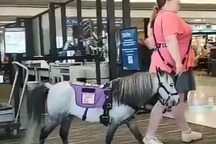 Nữ hành khách mang ngựa lên máy bay Mỹ