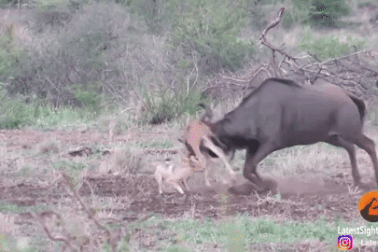 Hoảng loạn vì cặp chó rừng, linh dương mẹ húc nhầm con lộn vòng trên không