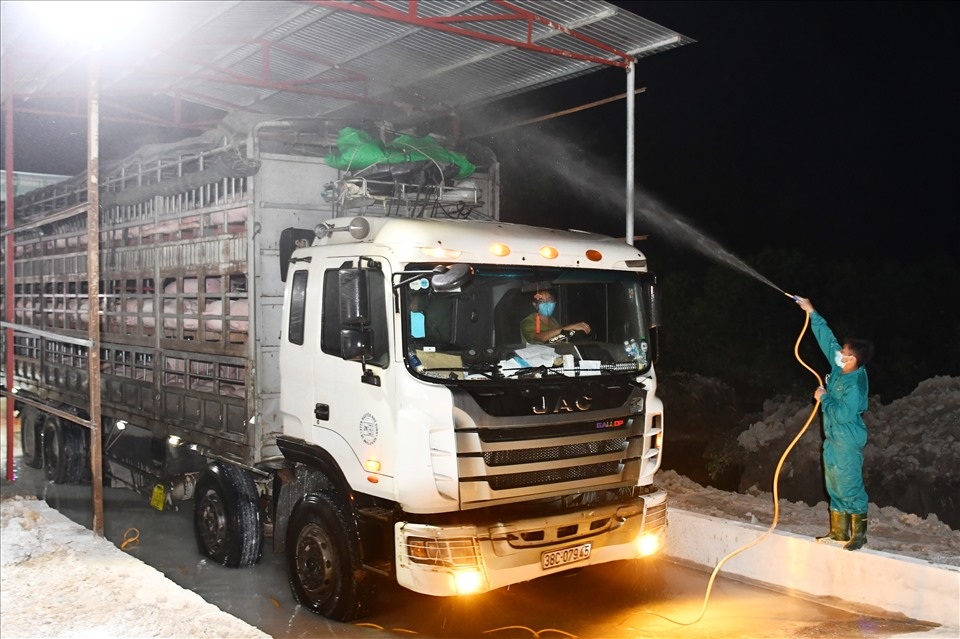 Nhập khẩu lợn Thái Lan về không có lãi, doanh nghiệp muốn bỏ cuộc - 1 Nhập khẩu lợn Thái Lan về không có lãi, doanh nghiệp muốn bỏ cuộc - 1