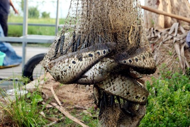 Bỏ trồng mì, người dân nghèo kiếm 150 triệu đồng/vụ từ loài cá thác lác