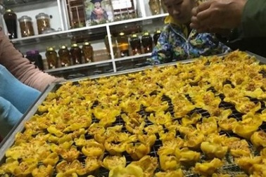 Loài trà "thần dược" bị săn tìm như báu vật, giá đắt đỏ 2 triệu đồng/kg