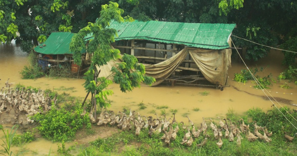 Hơn 300 hộ dân bị cô lập trên “ốc đảo” giữa dòng Trà Khúc - 2