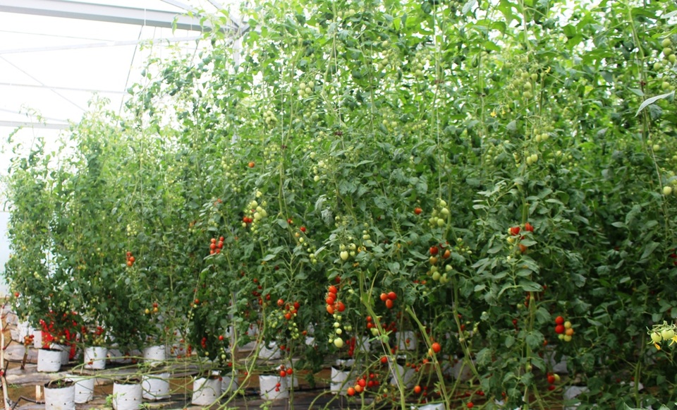 Thu nhập bất ngờ từ giống cà chua có thân dài hàng chục mét - 3 Thu nhập bất ngờ từ giống cà chua có thân dài hàng chục mét - 3