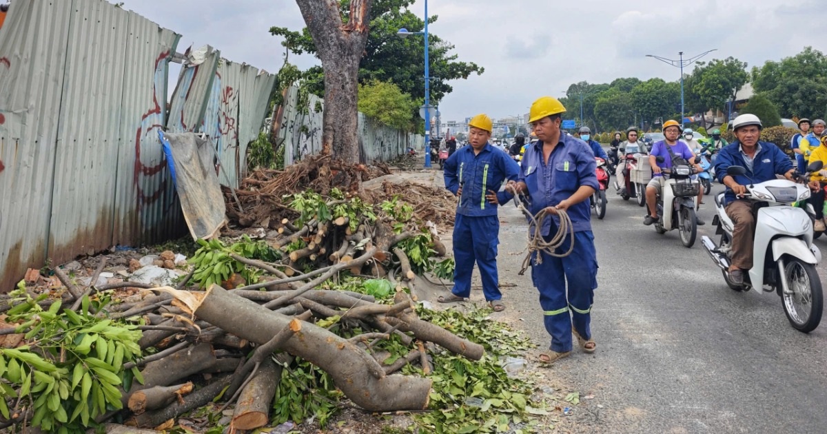 TPHCM chặt hạ hơn 400 cây xanh để thi công Metro Bến Thành - Tham Lương