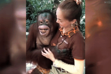 Đười ươi nhe răng cười khi sàm sỡ “vòng 1” của nữ nhân viên xinh đẹp