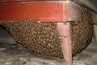 Tổ ong rừng khổng lồ dưới chân tủ thờ