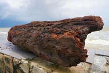 Người dân đổ xô nhặt củi sau mưa lớn, kiếm tiền triệu mỗi ngày