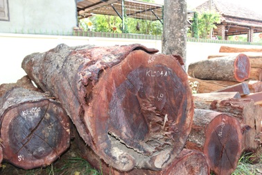 Thêm một kiểm lâm nhận “chung chi”hàng trăm triệu,  làm ngơ cho trùm gỗ lậu Phượng “râu”