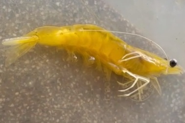 Bắt được 1 con tôm có màu vàng cực hiếm